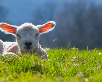 336 x 270 – P.S. website foto’s blog